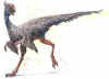 Caudipteryx small.jpg (13015 bytes)